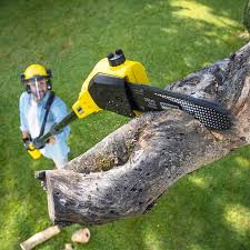 How Our Tree Care Process Works  in  Utica, SC