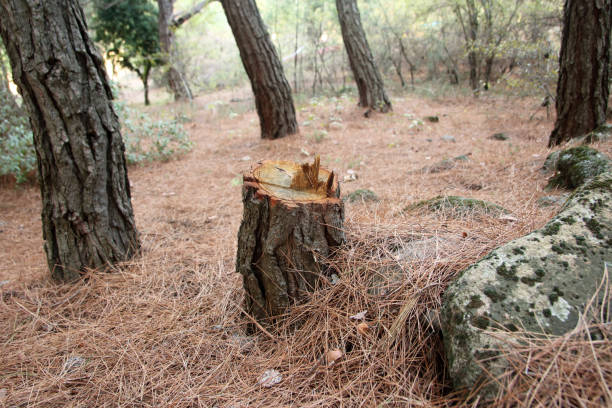 Reliable Utica, SC Tree Care Solutions